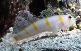 Image of Randall's prawn goby