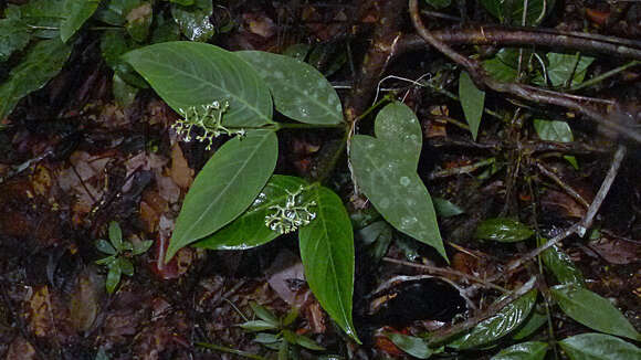 Image of nodding wild coffee