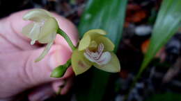 Image of Koellensteinia spiralis Gomes Ferreira & L. C. Menezes