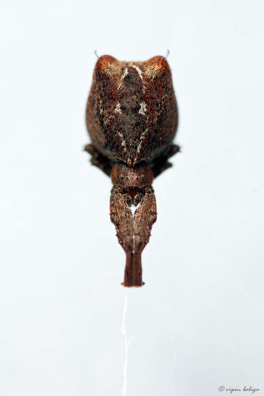 Image of hackled orb-weavers