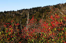 Image of Long-Stalk Holly