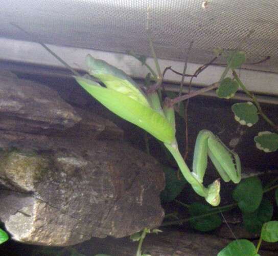 Image of giant Asian mantis