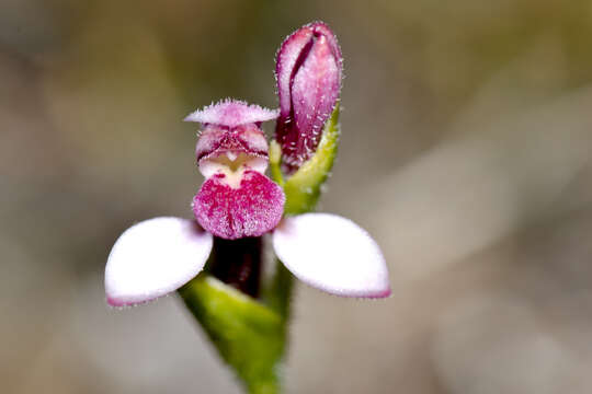 Eriochilus scaber subsp. scaber的圖片