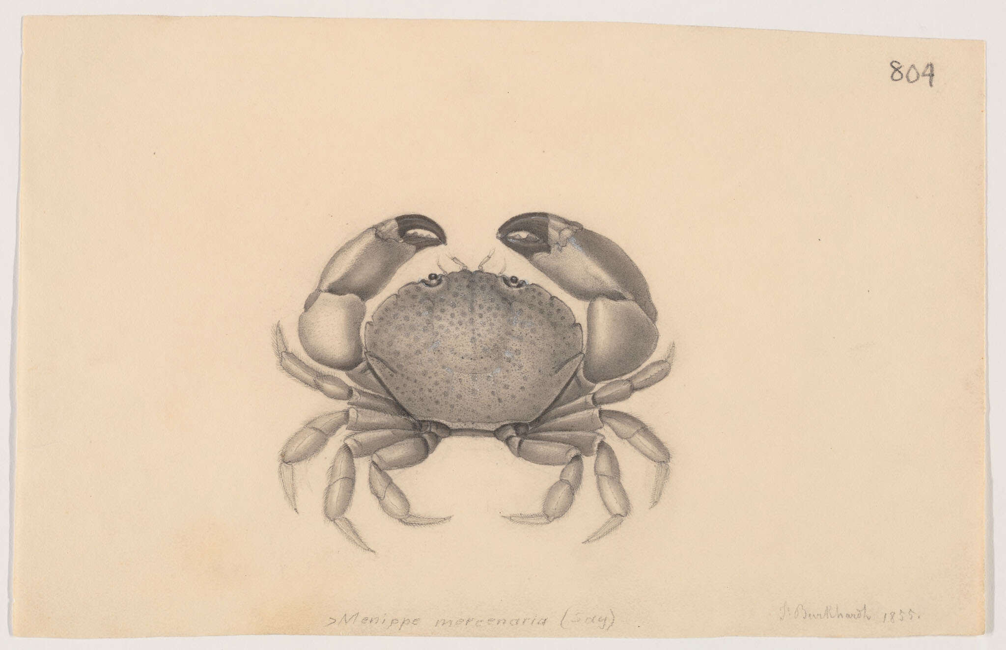 Imagem de Menippidae Ortmann 1893