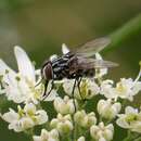 Image of House fly