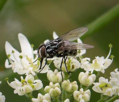 Sivun Graphomya maculata (Scopoli 1763) kuva