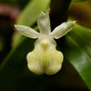 Imagem de Dendrobium connatum (Blume) Lindl.