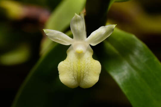 Image of Dendrobium connatum (Blume) Lindl.