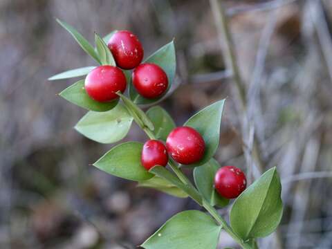 Imagem de Ruscus aculeatus L.