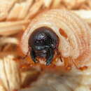 Image of Scarabaeidae