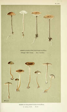 Sagaranella tesquorum (Fr.) V. Hofst., Clémençon, Moncalvo & Redhead 2015 resmi