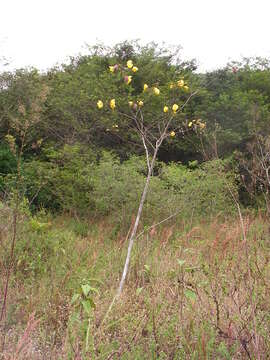 Imagem de Cochlospermum regium (Mart. & Schr.) Pilger