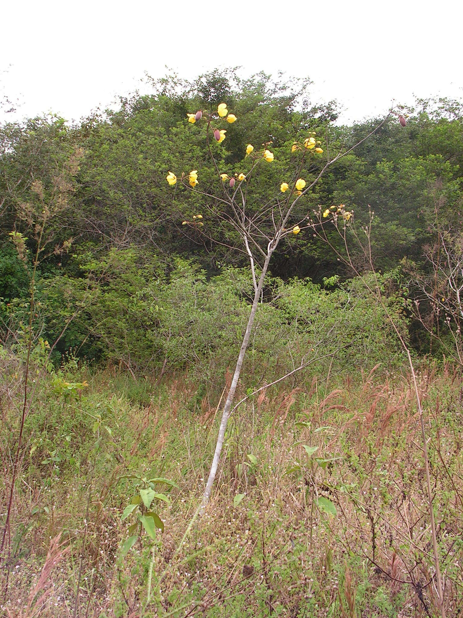 Image of cochlospermum