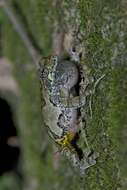 Image of Cope's Gray Treefrog