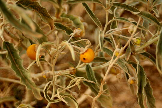 Imagem de Solanum elaeagnifolium Cav.