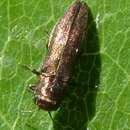 Agrilus roscidus Kiesenwetter 1857 resmi