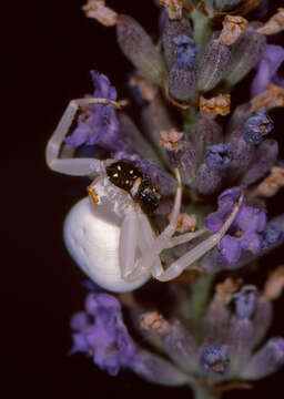 Image of Flower Crab Spiders