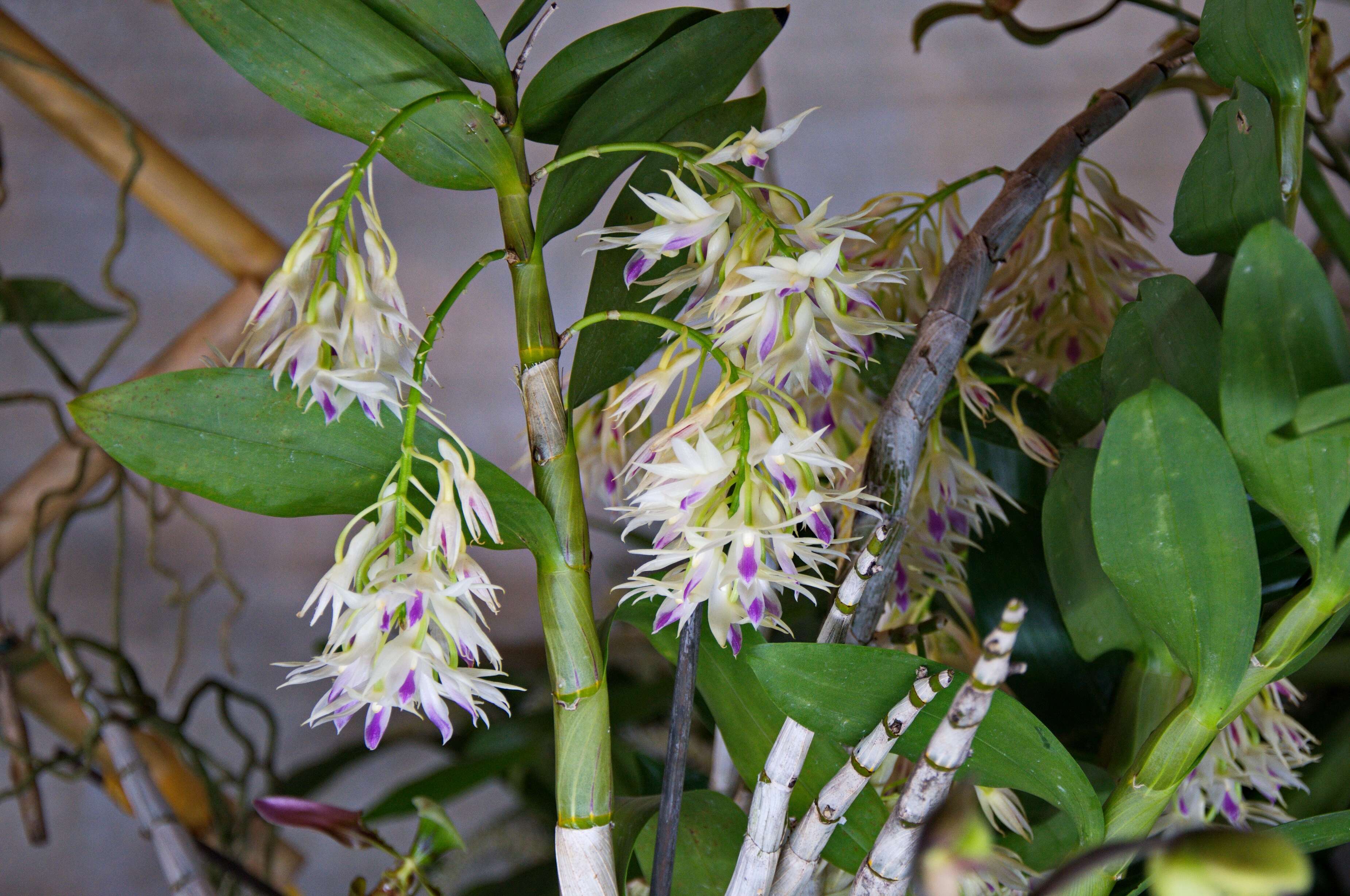 Sivun Dendrobium amethystoglossum Rchb. fil. kuva