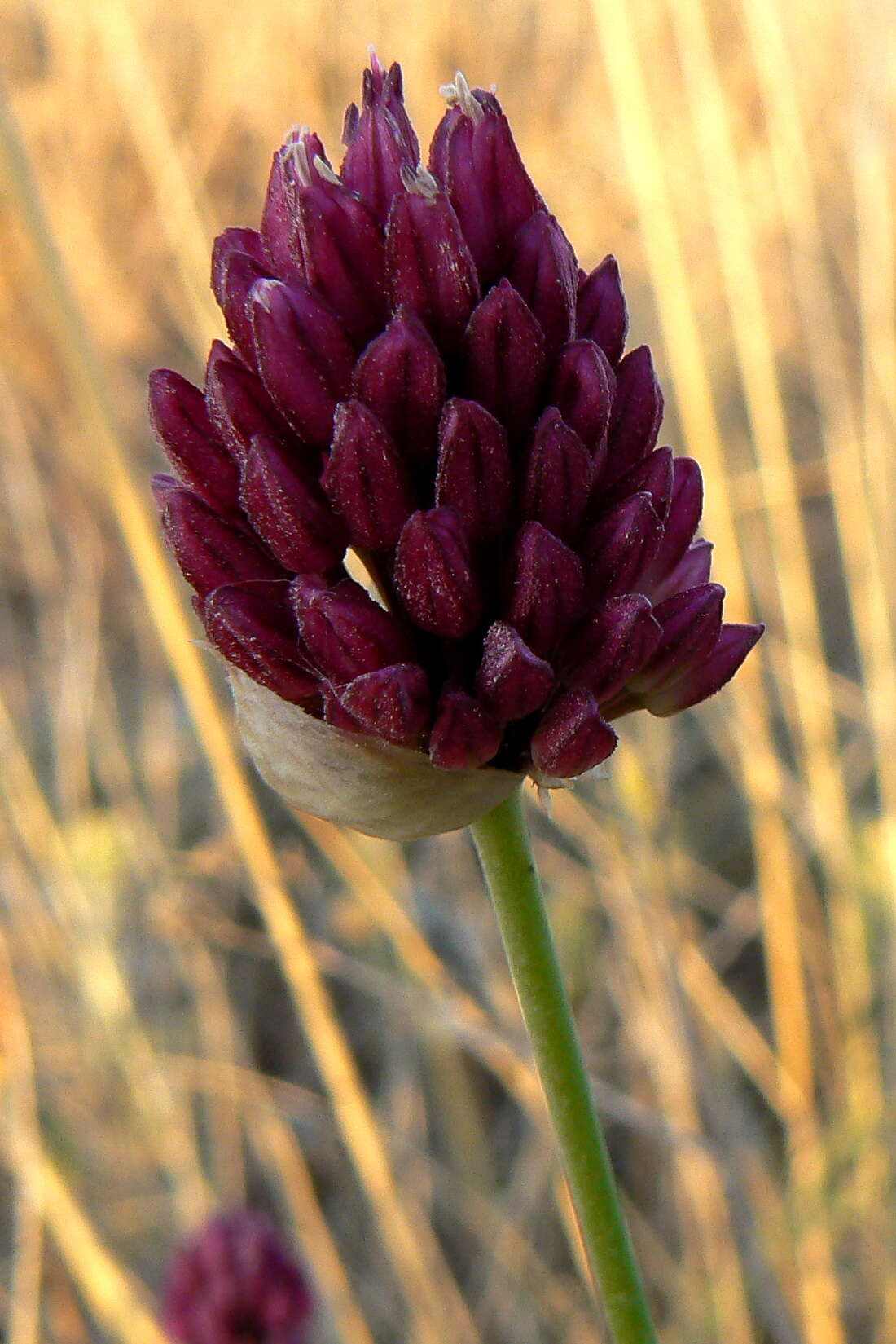 Image of Allium sphaerocephalon subsp. sphaerocephalon