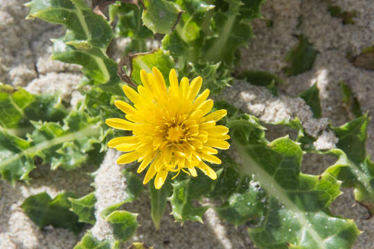 Plancia ëd Sonchus megalocarpus (Hook. fil.) J. Black