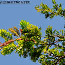 Imagem de Vachellia gentlei (Standl.) Seigler & Ebinger