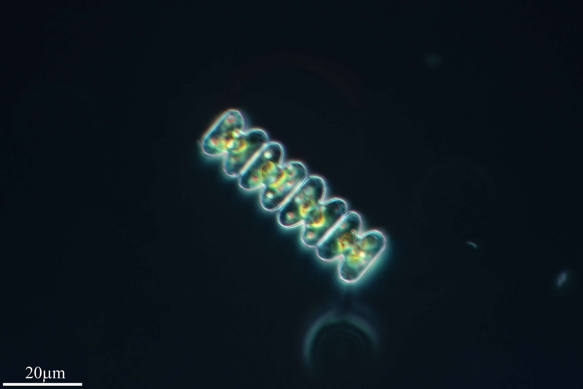 صورة Spondylosium planum