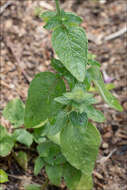 Clinopodium vulgare subsp. vulgare resmi