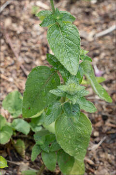 Clinopodium vulgare subsp. vulgare resmi