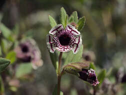 Image of bush monkeyflower