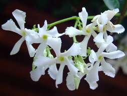 Plancia ëd Trachelospermum jasminoides (Lindl.) Lem.