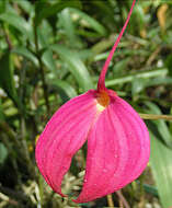 Image de Masdevallia