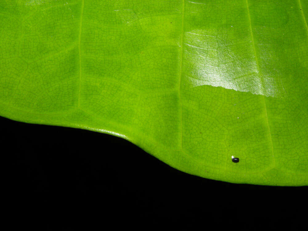 Plancia ëd Ficus tonduzii Standl.