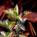 Image of marsh mermaidweed