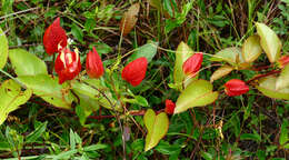 Image of scarlet passionflower