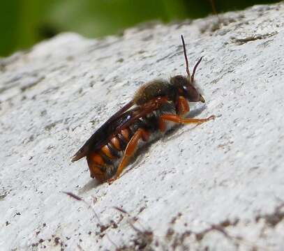 Imagem de Rhodanthidium Isensee 1927