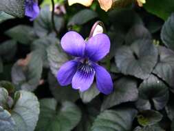 Image of alpine violet