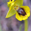 Image of 0phrys lutea