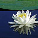 Image of American white waterlily