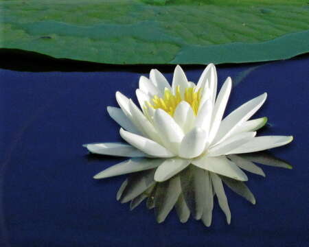 Image of American white waterlily