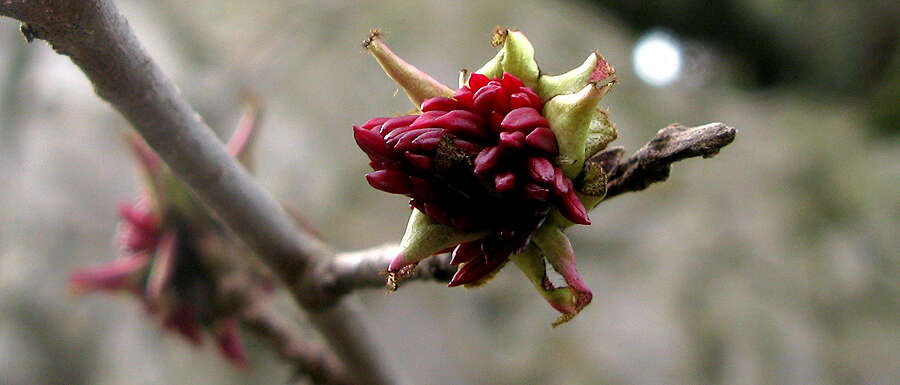 Слика од Parrotia