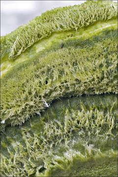 Image of Trametes