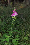 Imagem de Digitalis purpurea purpurea