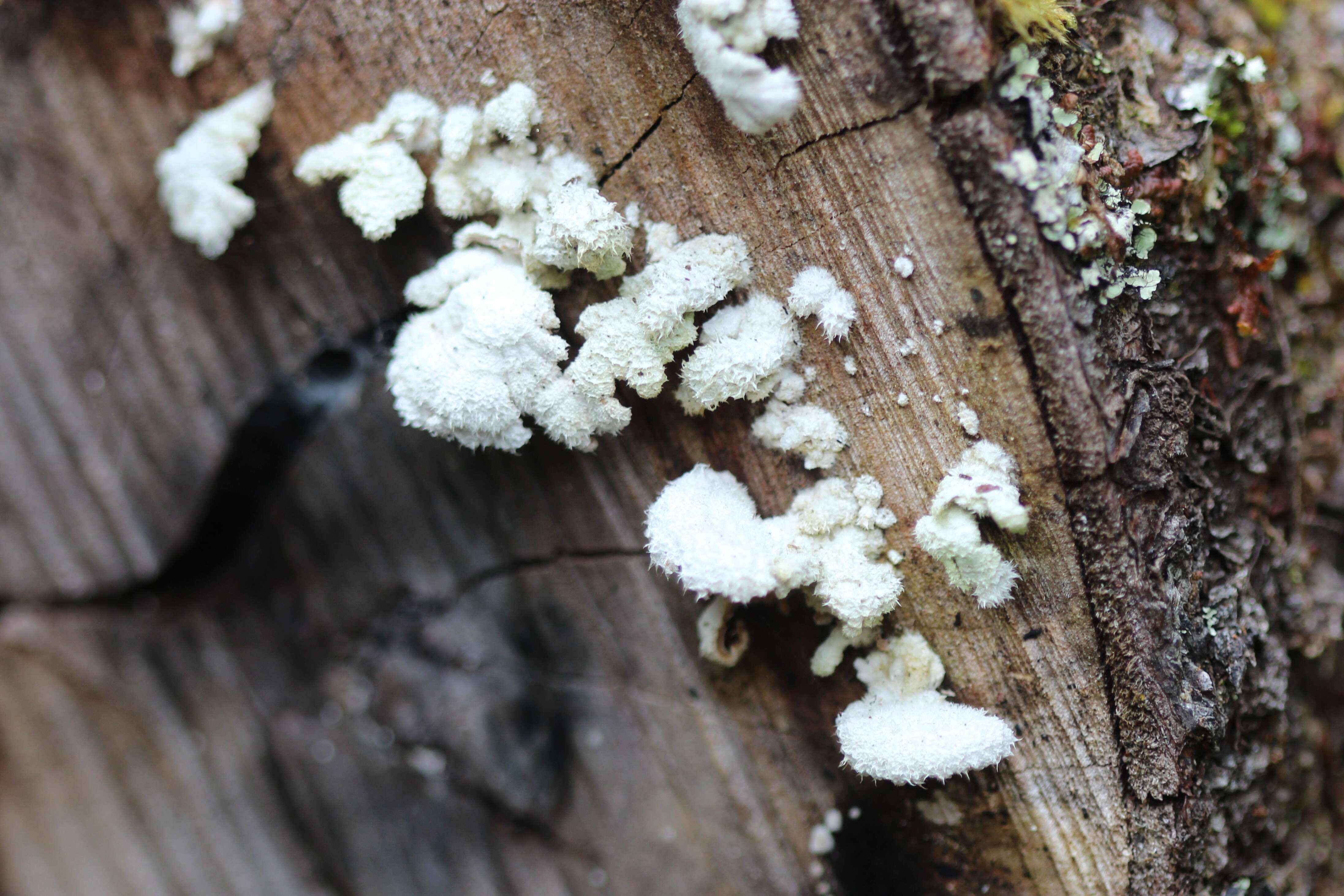 Image of Schizophyllaceae