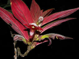 Imagem de Columnea raymondii C. V. Morton