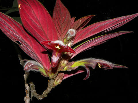 Image of Columnea raymondii C. V. Morton