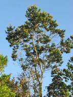 Image of Vochysia lucida C. Presl