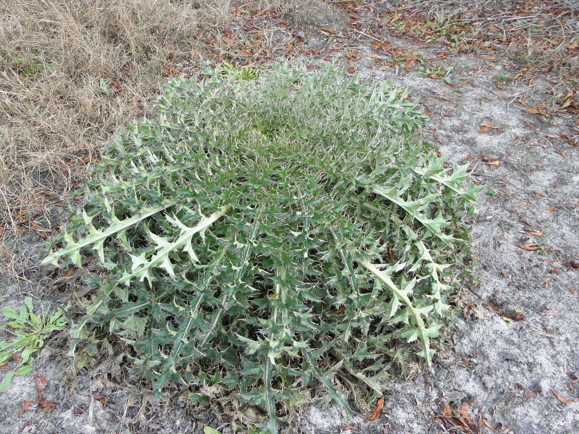 صورة Cirsium horridulum Michx.