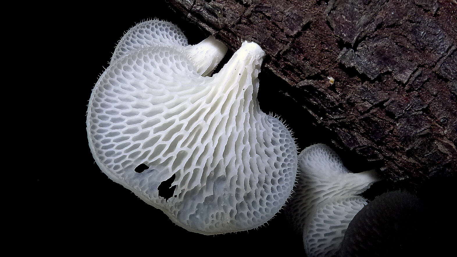 Image de Polyporaceae