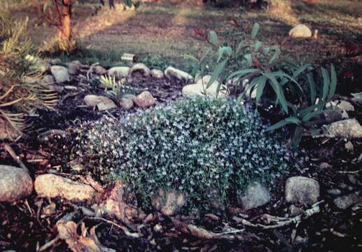 Sivun Lobelia membranacea R. Br. kuva