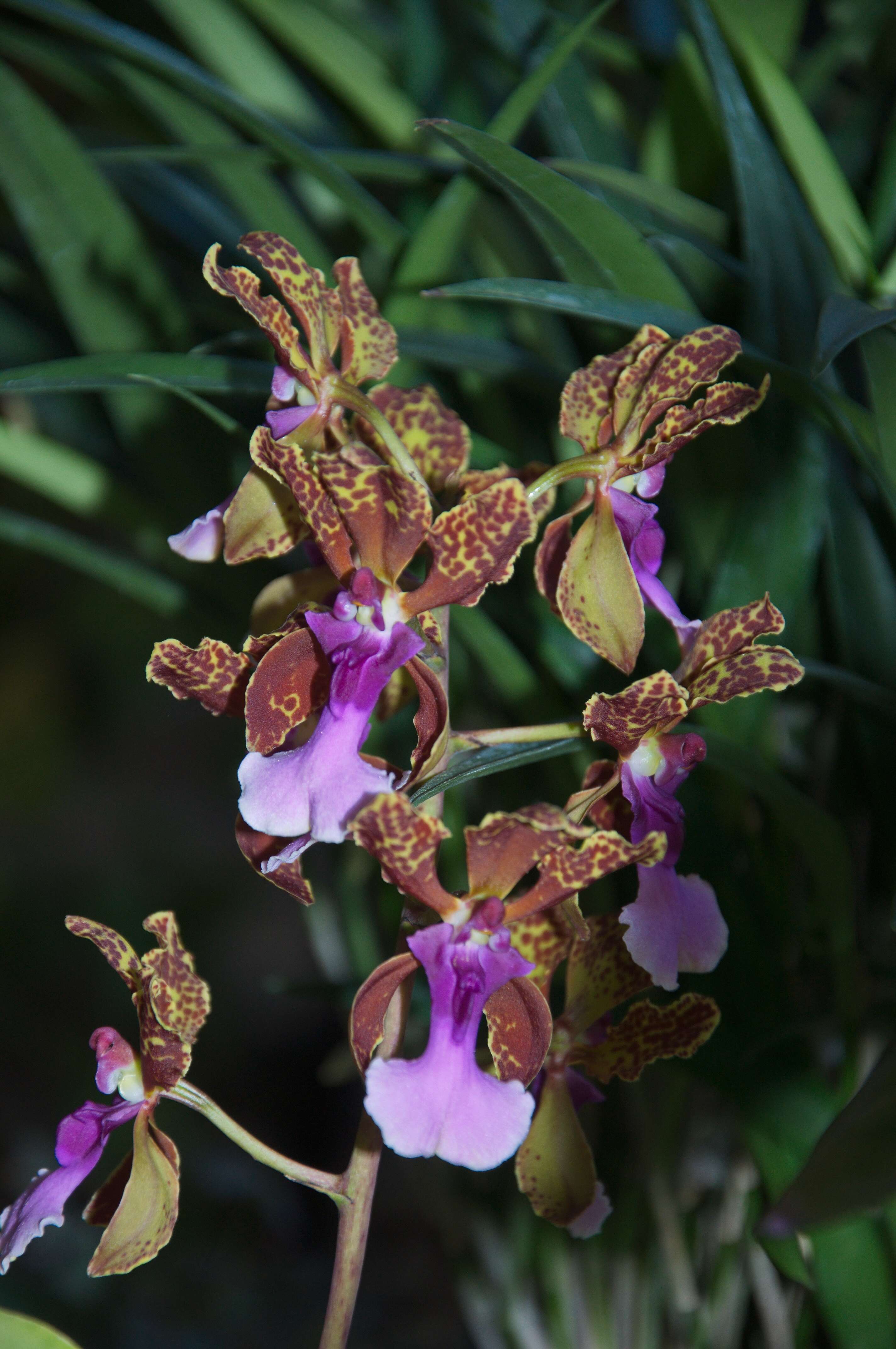 Image of dancinglady orchid